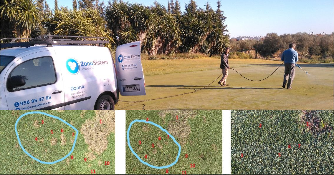 ZonoSistem offers a solution for the Dollar Spot fungus "Sclerotinia homeocarpa" by treating it with ozone