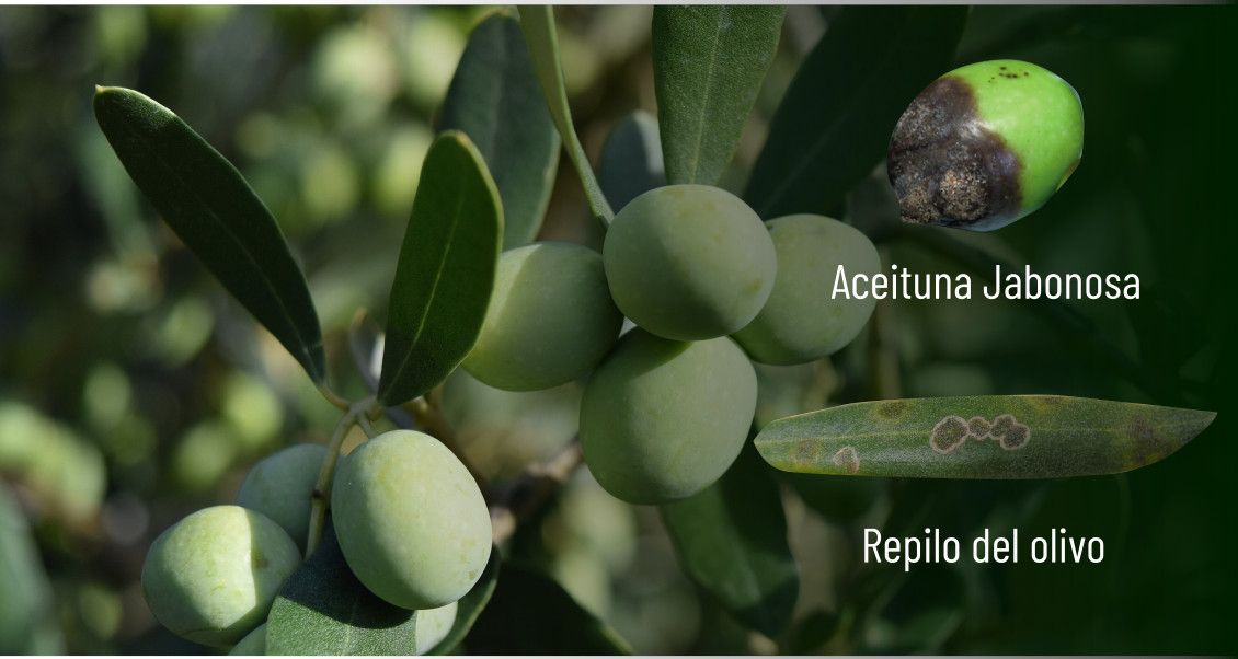 Foliar treatment with ozone for the control of olive tree diseases