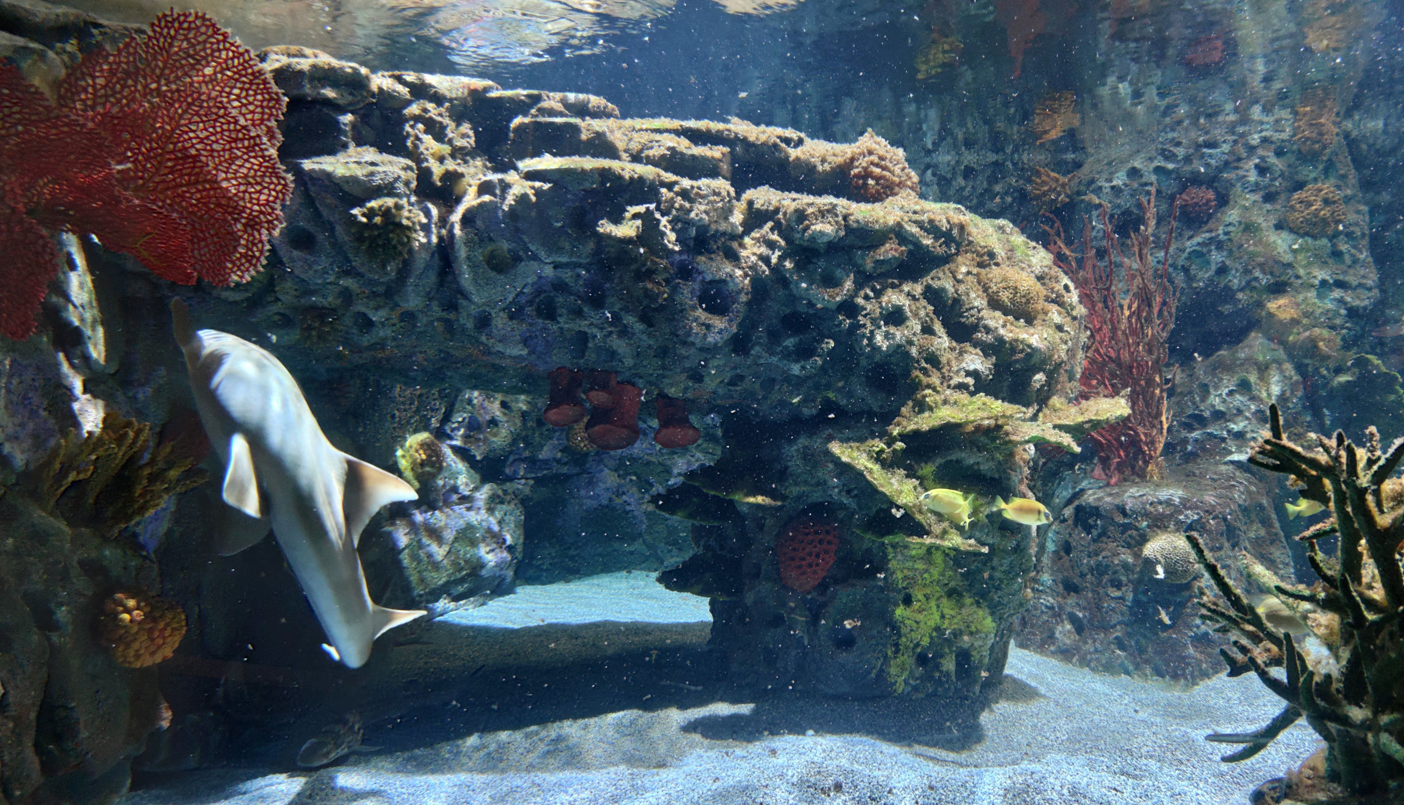 ¿Problemas con la higiene del agua en la piscifactoría o acuario?