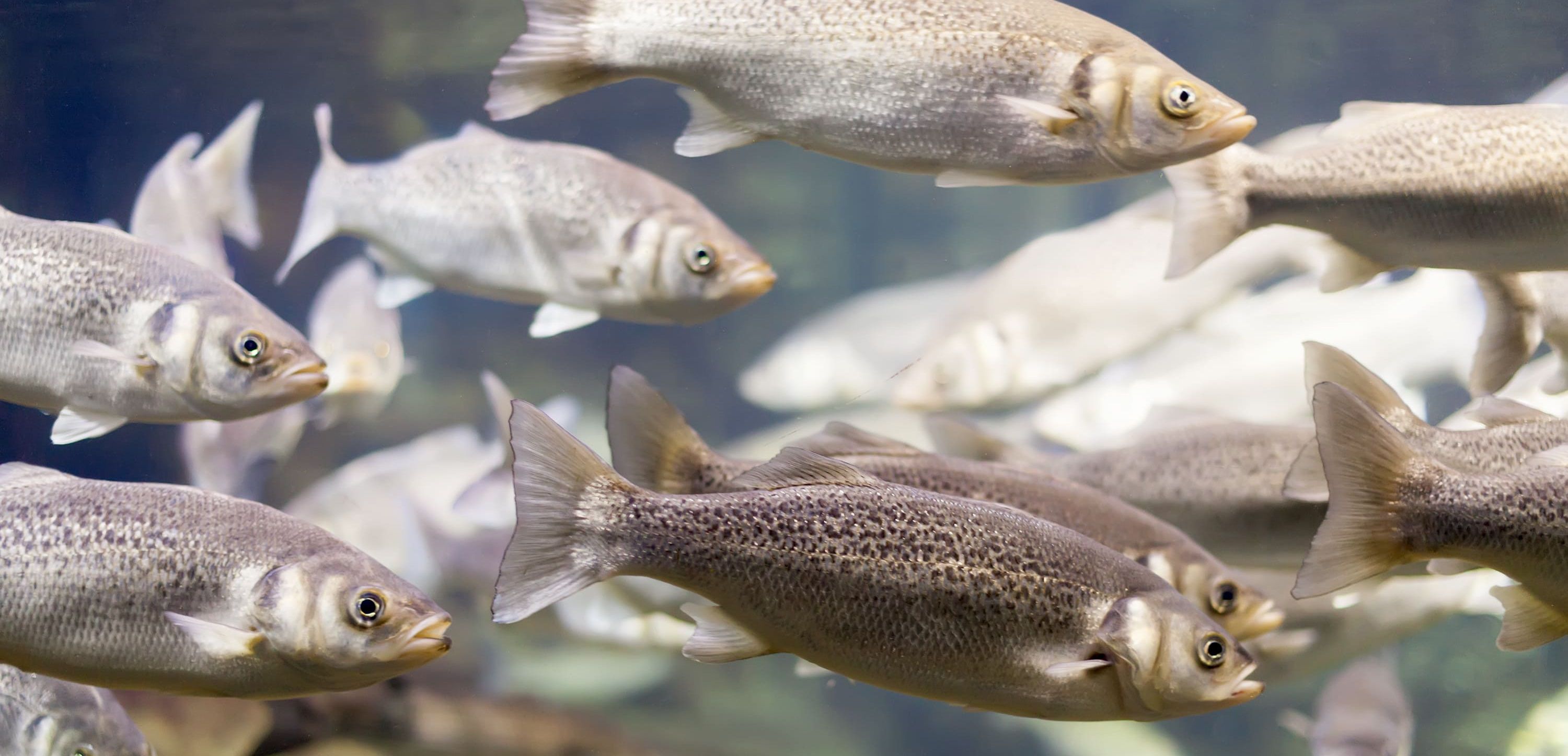 Problems with water hygiene in your fish farm?