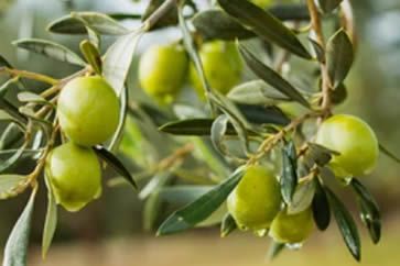 Ozônio para irrigação no cultivo de tomate. Itália