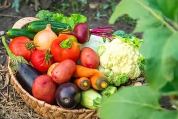 Ozônio para irrigação no cultivo de tomate. Itália