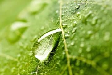 Higieniza y Desinfecta el cultivo con ozono